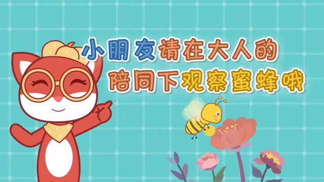 蜜蜂采集的花粉和花蜜怎么变成蜂蜜的呢 热点 头条 华为视频