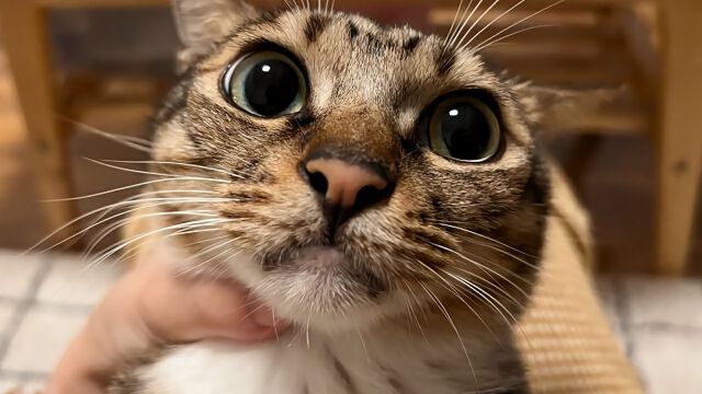 这只狸花猫能算是幼态脸吗 华为视频